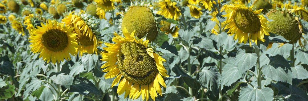 marina sunflower